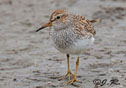 Calidris melanotos